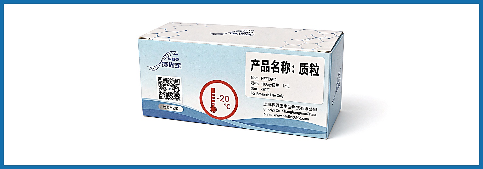 基因过表达质粒构建